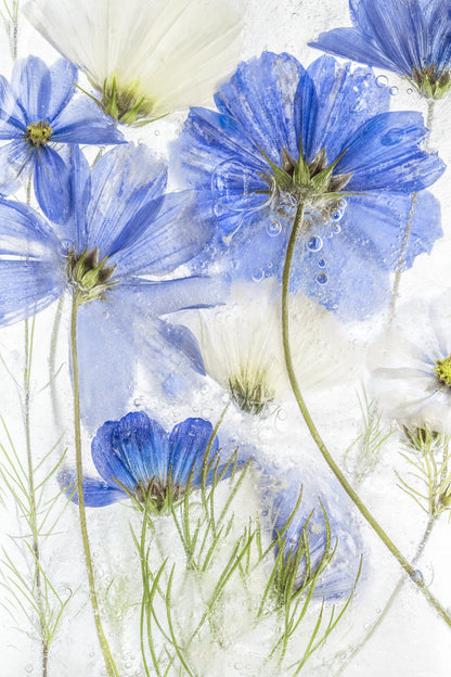 Cosmos blue - Poster / Art Print