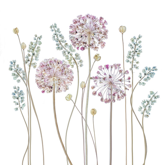 Allium - Poster / Art Print