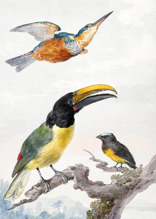 Three Birds  a Kingfisher, a Prince Von Wied's Toucan and an Sparrow - Poster / Art Print