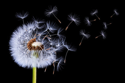 Dandelion Blowing - Poster / Art Print