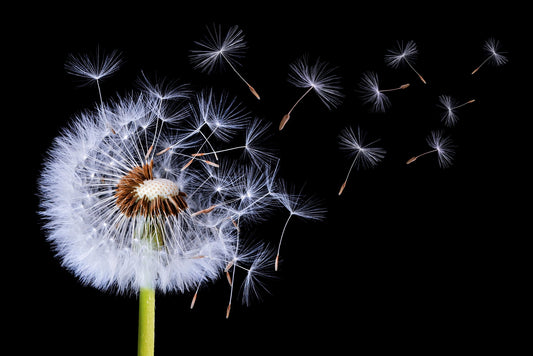 Dandelion Blowing - Poster / Art Print