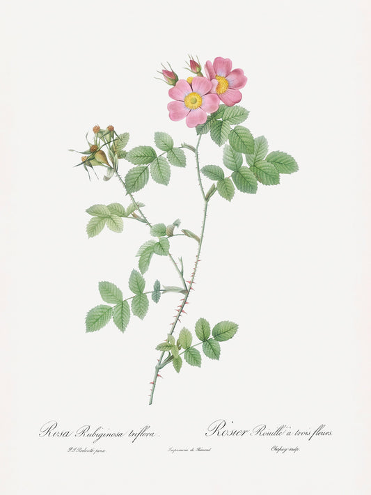 Sweetbriar, Les Roses (1817–1824) - Poster / Art Print