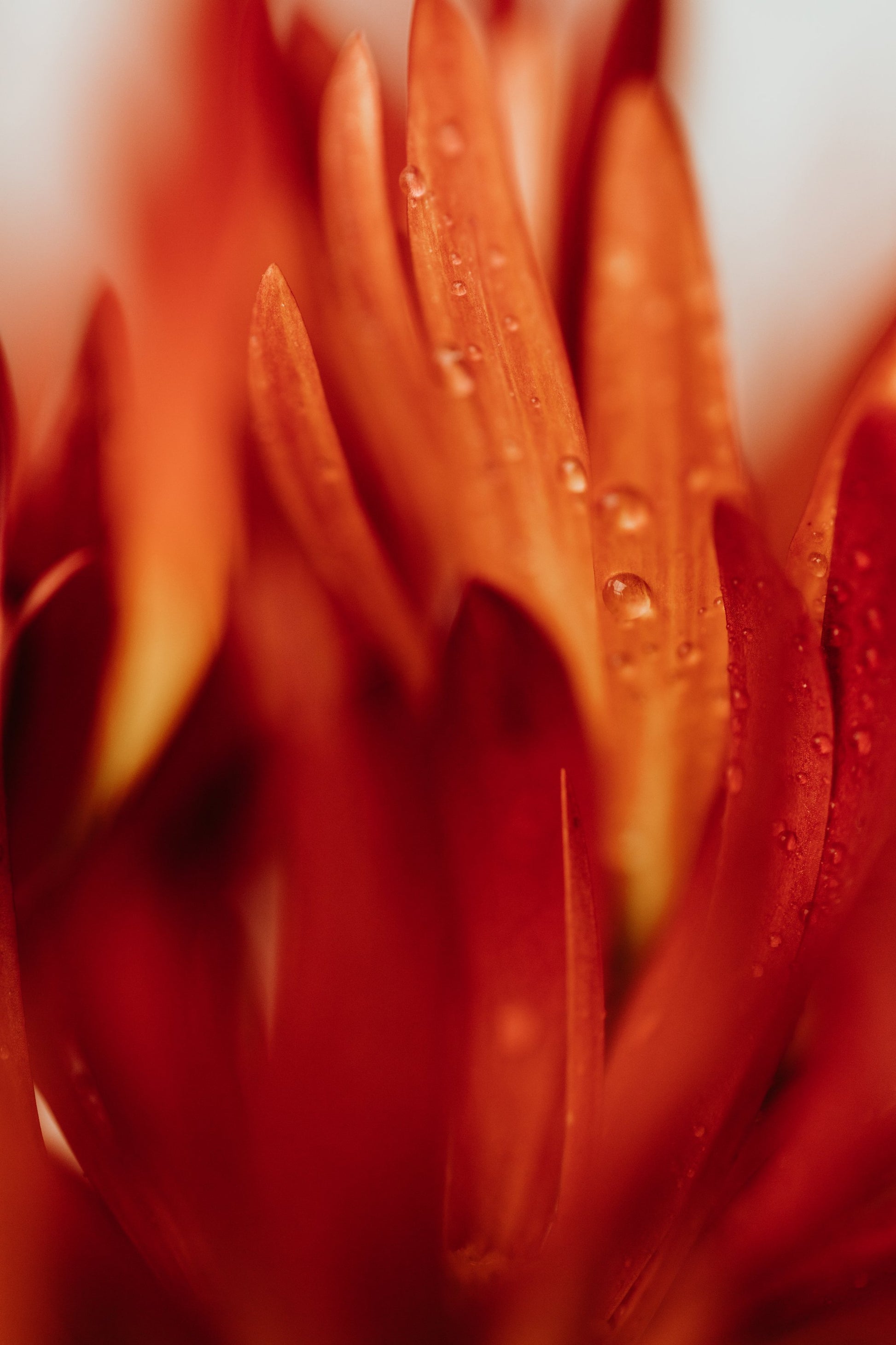 Red Flowers 03 - Poster / Art Print