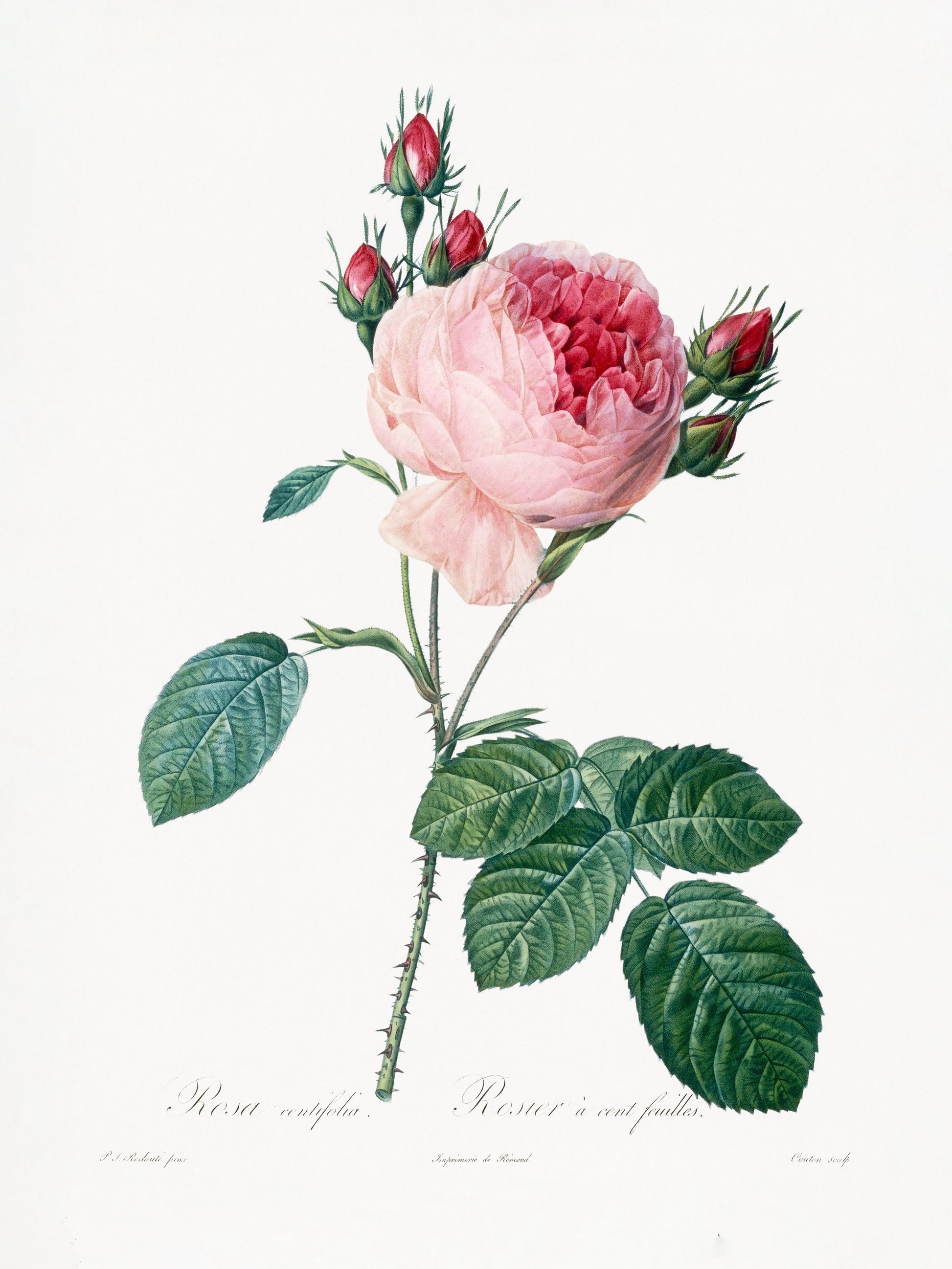 Rosier a Cent Feuilles, From Les Roses - Poster / Art Print