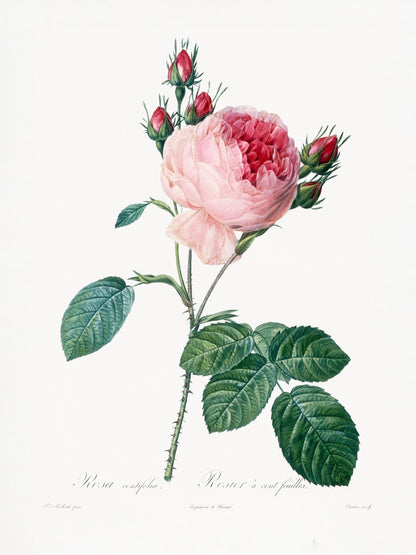Rosier a Cent Feuilles, From Les Roses - Poster / Art Print