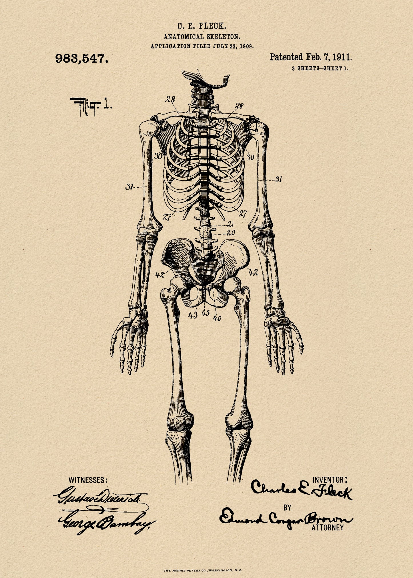 Anatomical Skeleton Patent 1911 - Poster / Art Print