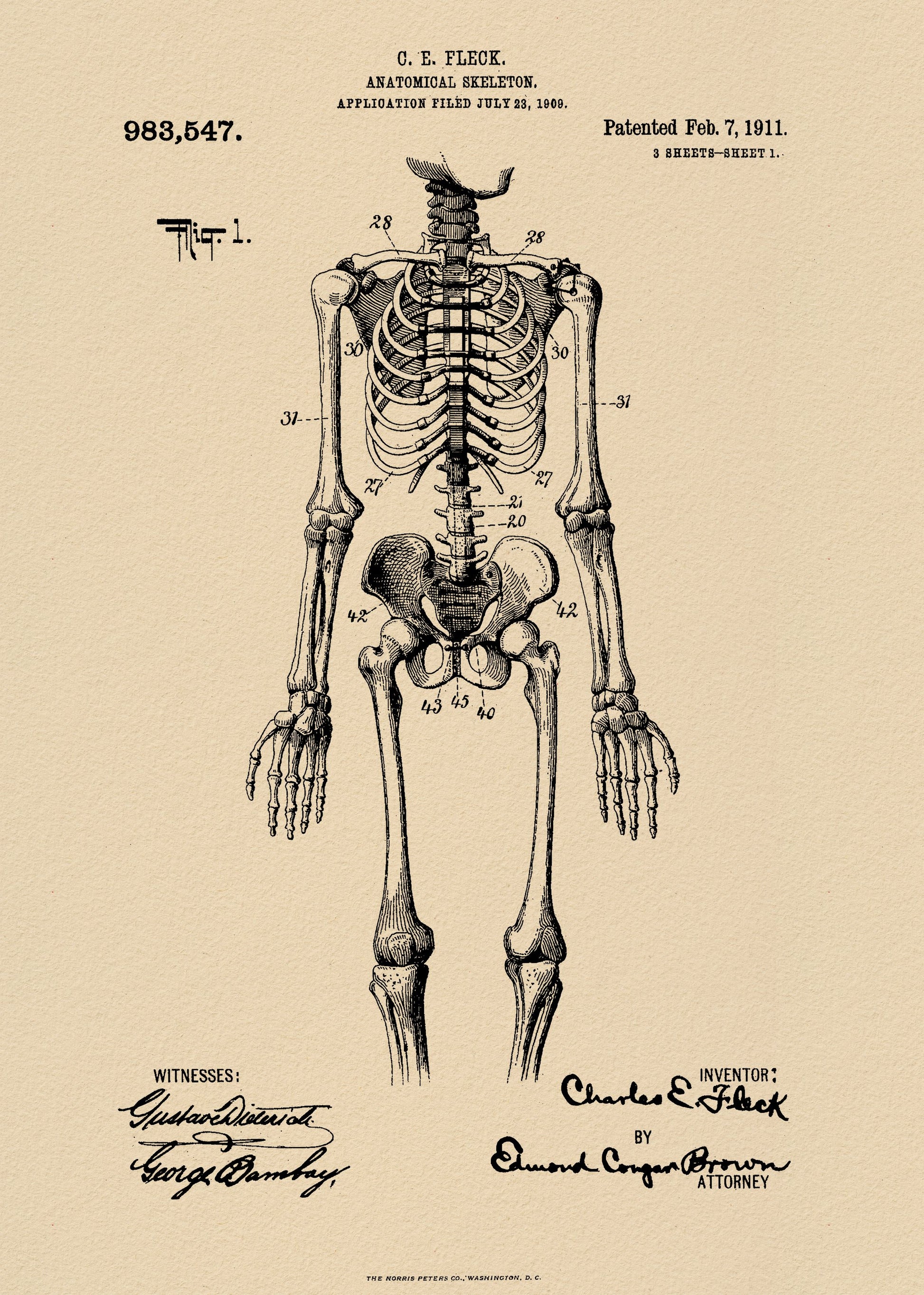 Anatomical Skeleton Patent 1911 - Poster / Art Print