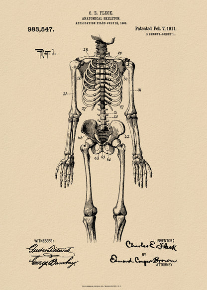 Anatomical Skeleton Patent 1911 - Poster / Art Print