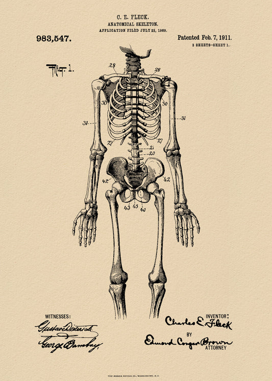 Anatomical Skeleton Patent 1911 - Poster / Art Print