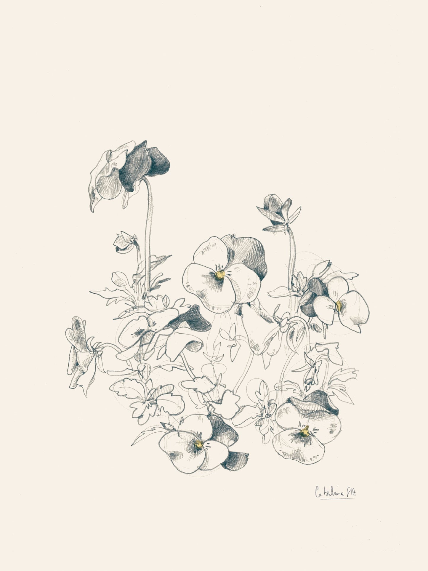 Pansies pencil drawing - Poster / Art Print