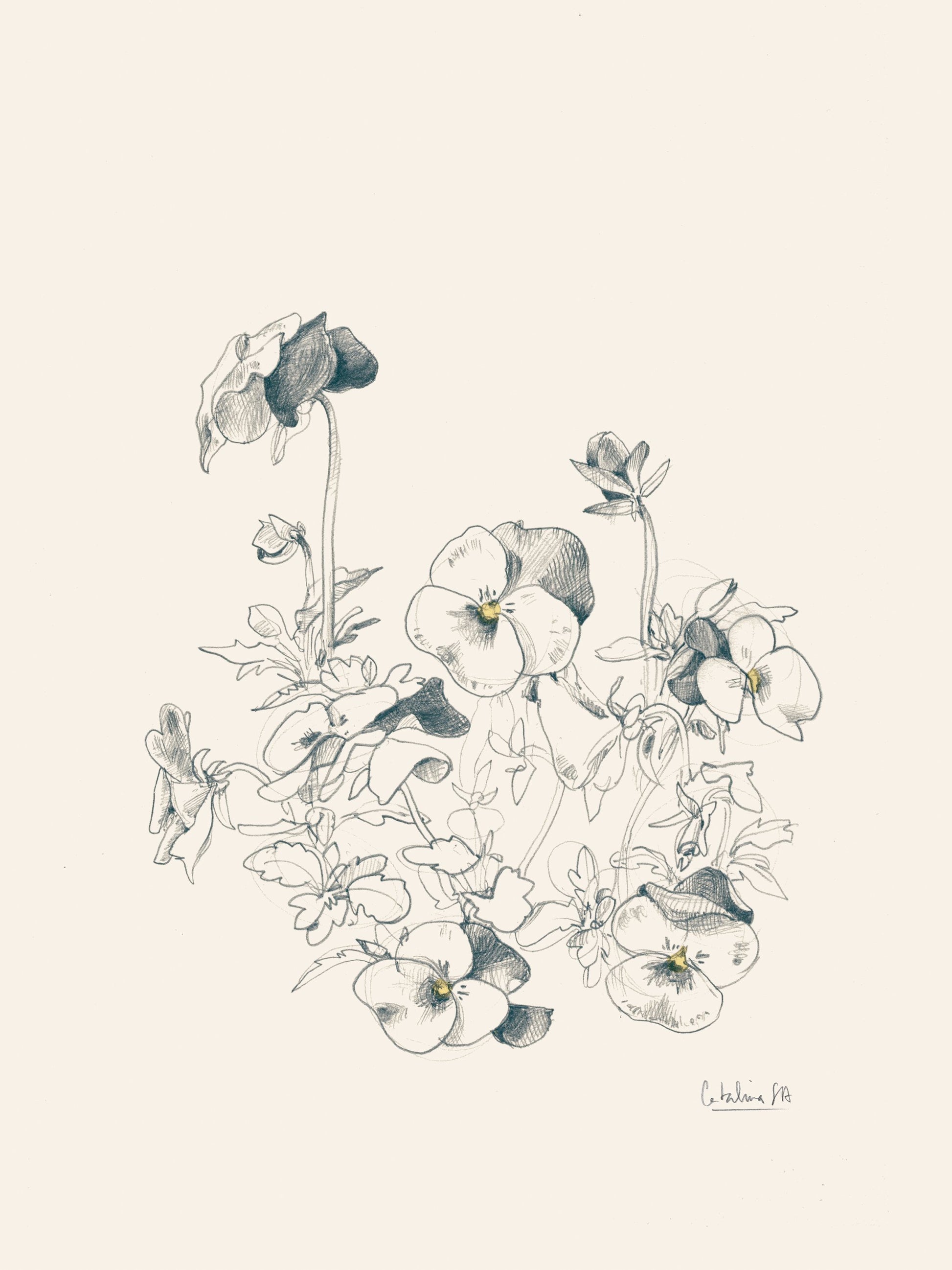 Pansies pencil drawing - Poster / Art Print