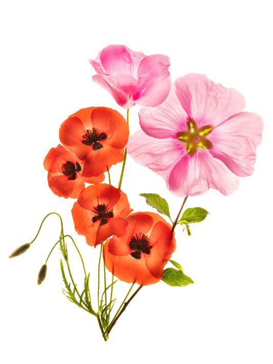 Flower composition III - Poster / Art Print