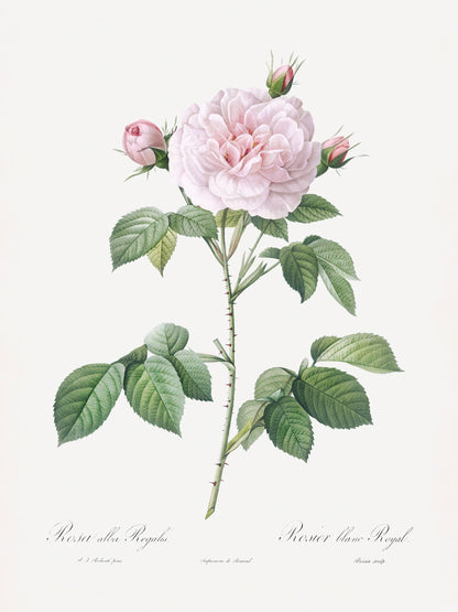 Royal White Rose, Les Roses (1817–1824) - Poster / Art Print