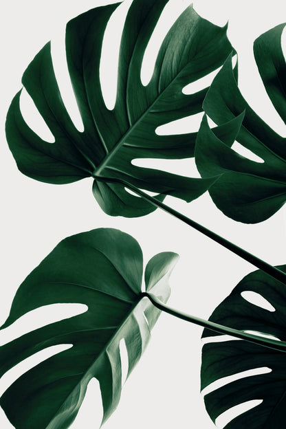 Monstera Natural 43 - Poster / Art Print