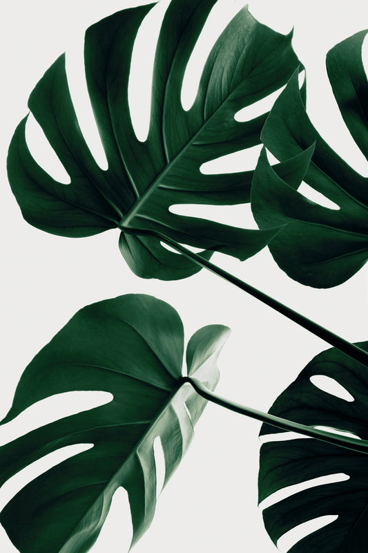 Monstera Natural 43 - Poster / Art Print