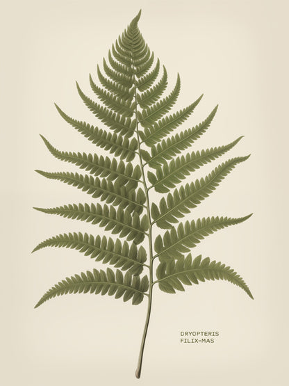 Dryopteris Filix Mas - Poster / Art Print