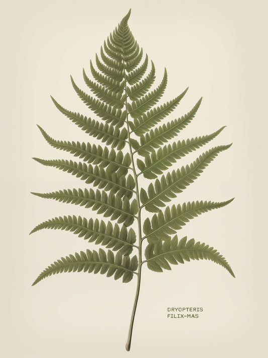 Dryopteris Filix Mas - Poster / Art Print