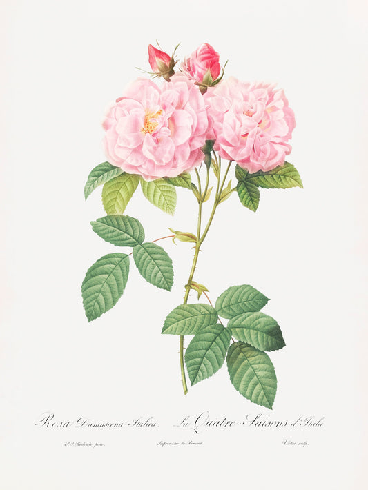 Rosa Bifera Officinalis, Les Roses (1817–1824) - Poster / Art Print