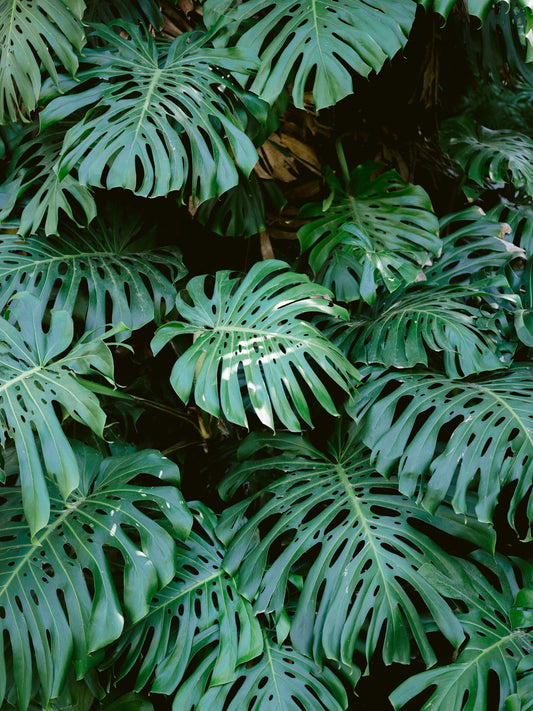 Monstera wall in Lisbon - Poster / Art Print