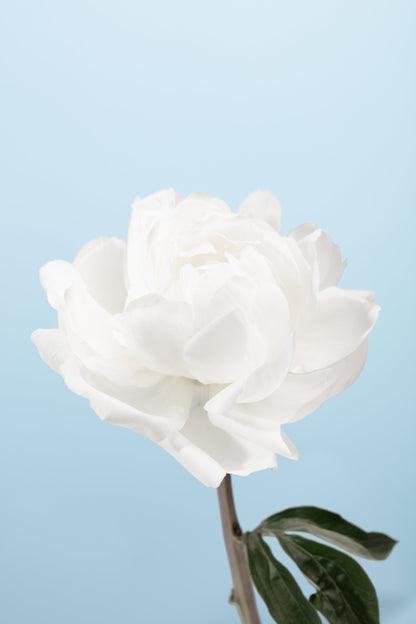 Peony - Poster / Art Print