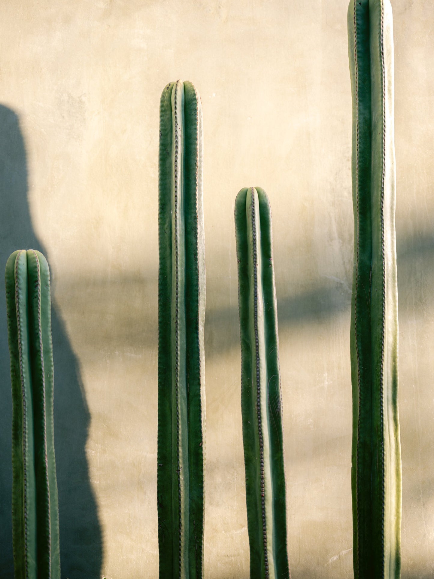 Oaxaca Shades of Green | Mexico travel photography - Poster / Art Print