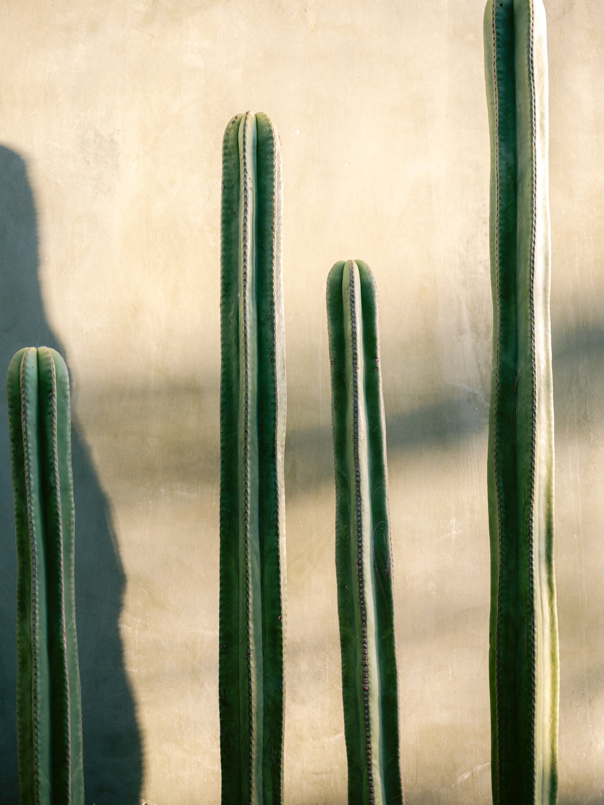 Oaxaca Shades of Green | Mexico travel photography - Poster / Art Print
