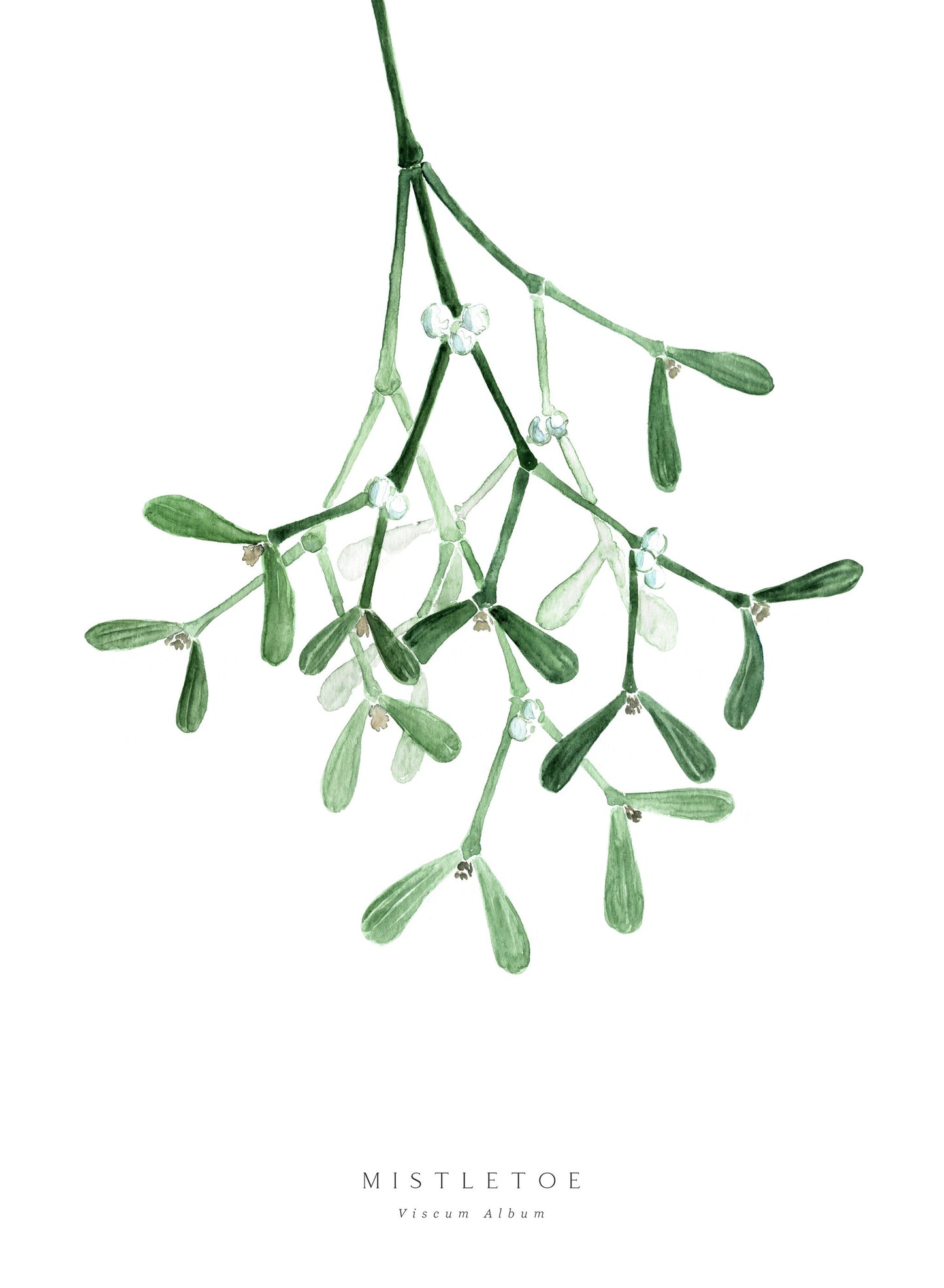 Watercolor mistletoe - Poster / Art Print