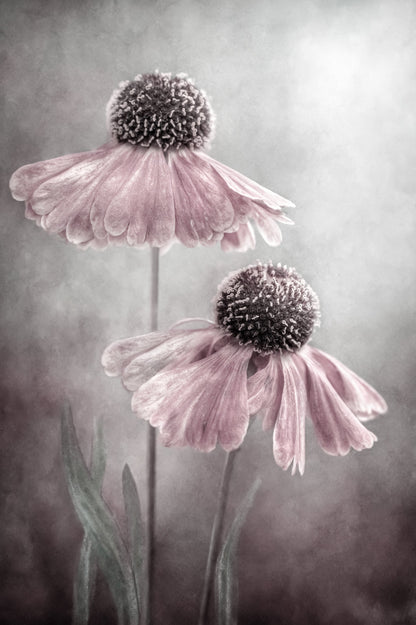 Duet - Poster / Art Print