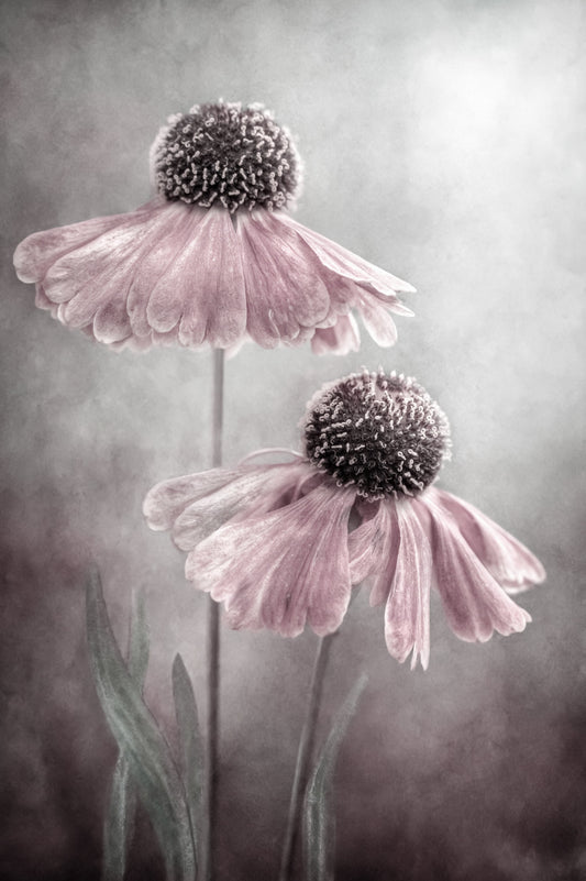 Duet - Poster / Art Print