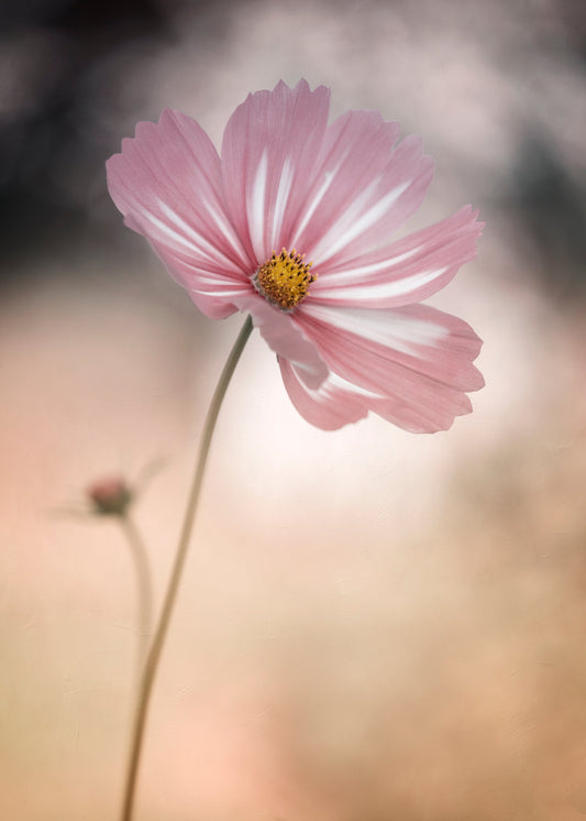 Cosmos - Poster / Art Print