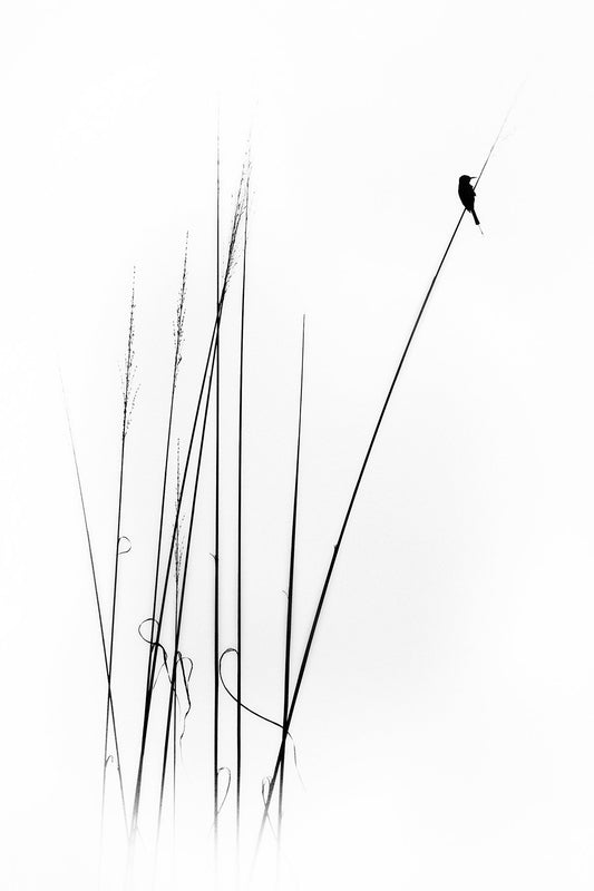 a sabbatical - Poster / Art Print