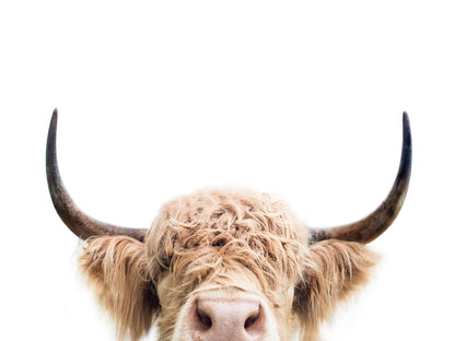 Peeking Cow - Poster / Art Print