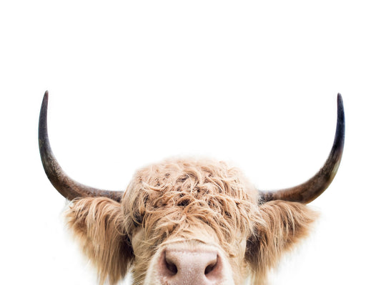Peeking Cow - Poster / Art Print