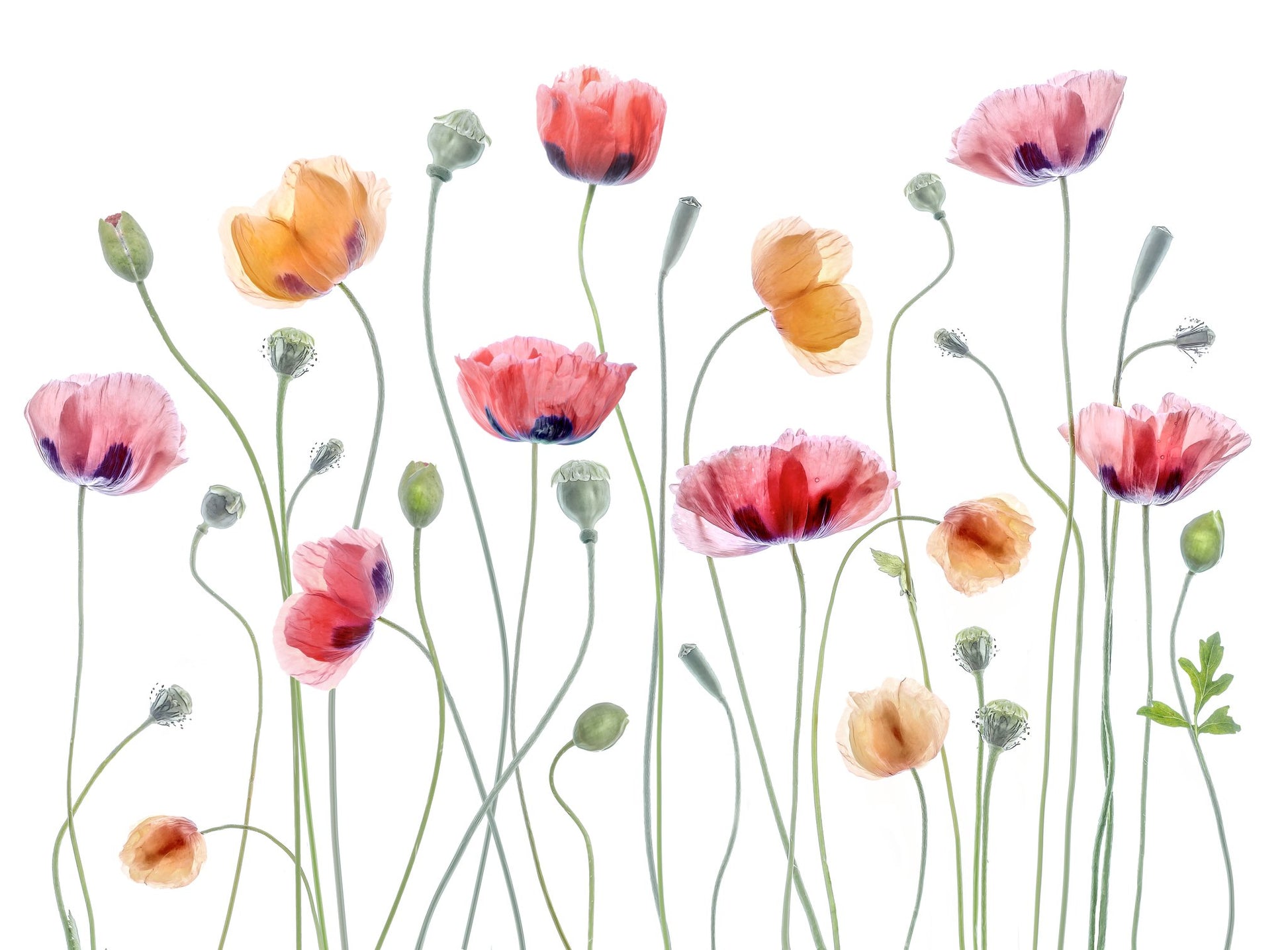 Papaver party - Poster / Art Print