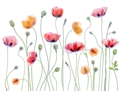 Papaver party - Poster / Art Print