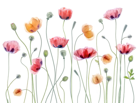 Papaver party - Poster / Art Print