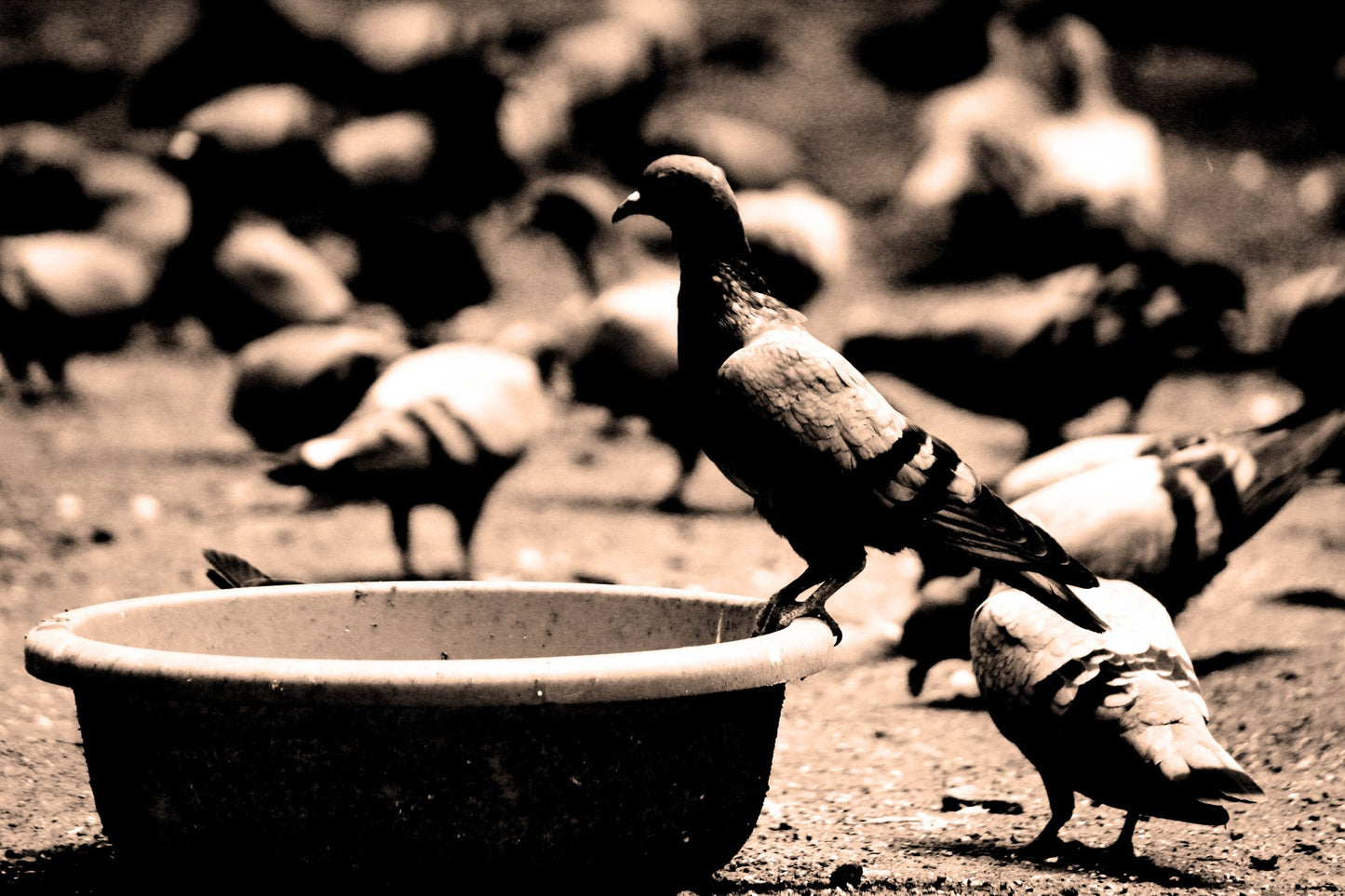 Birds 05 - Poster / Art Print