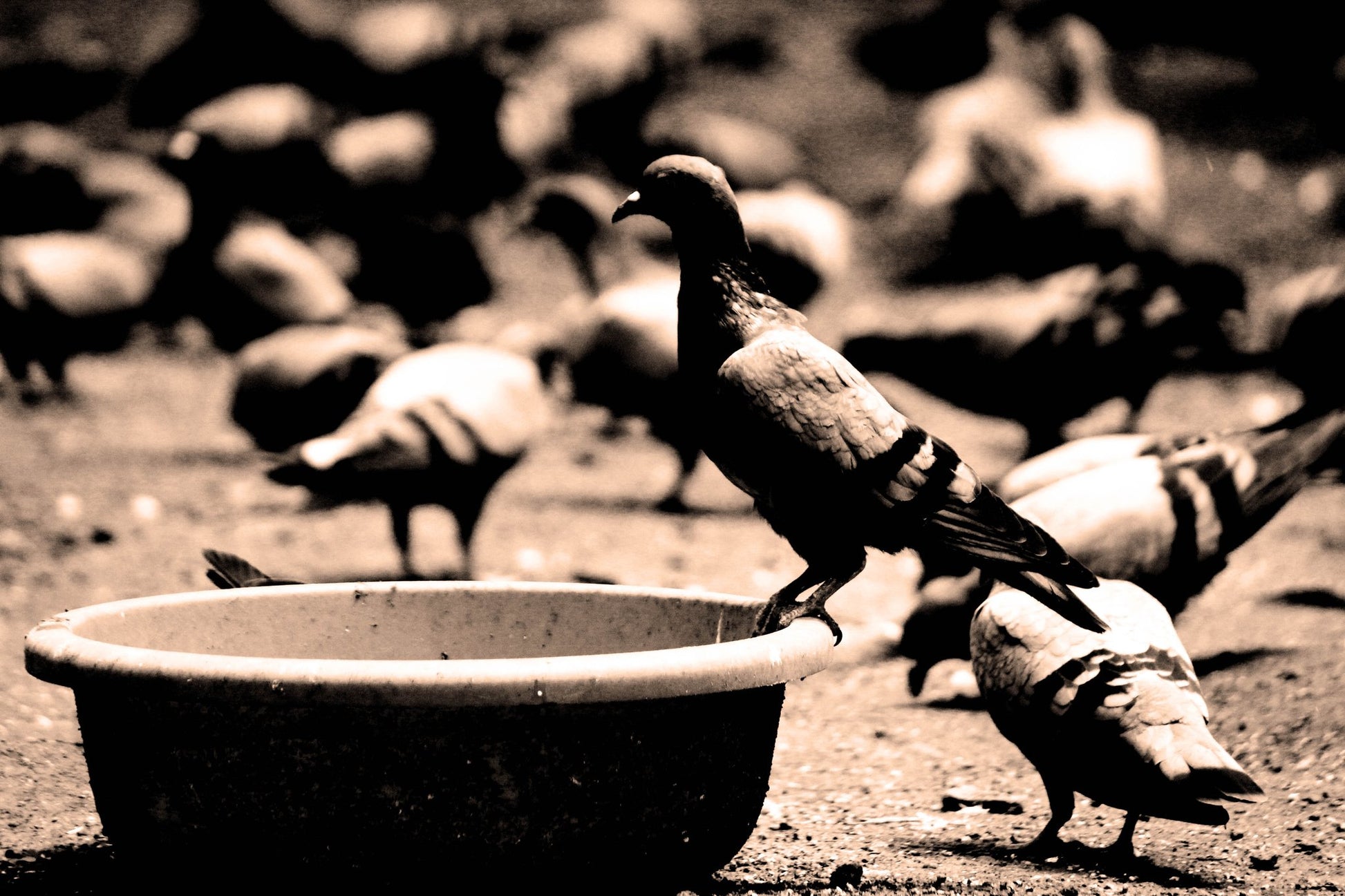 Birds 05 - Poster / Art Print
