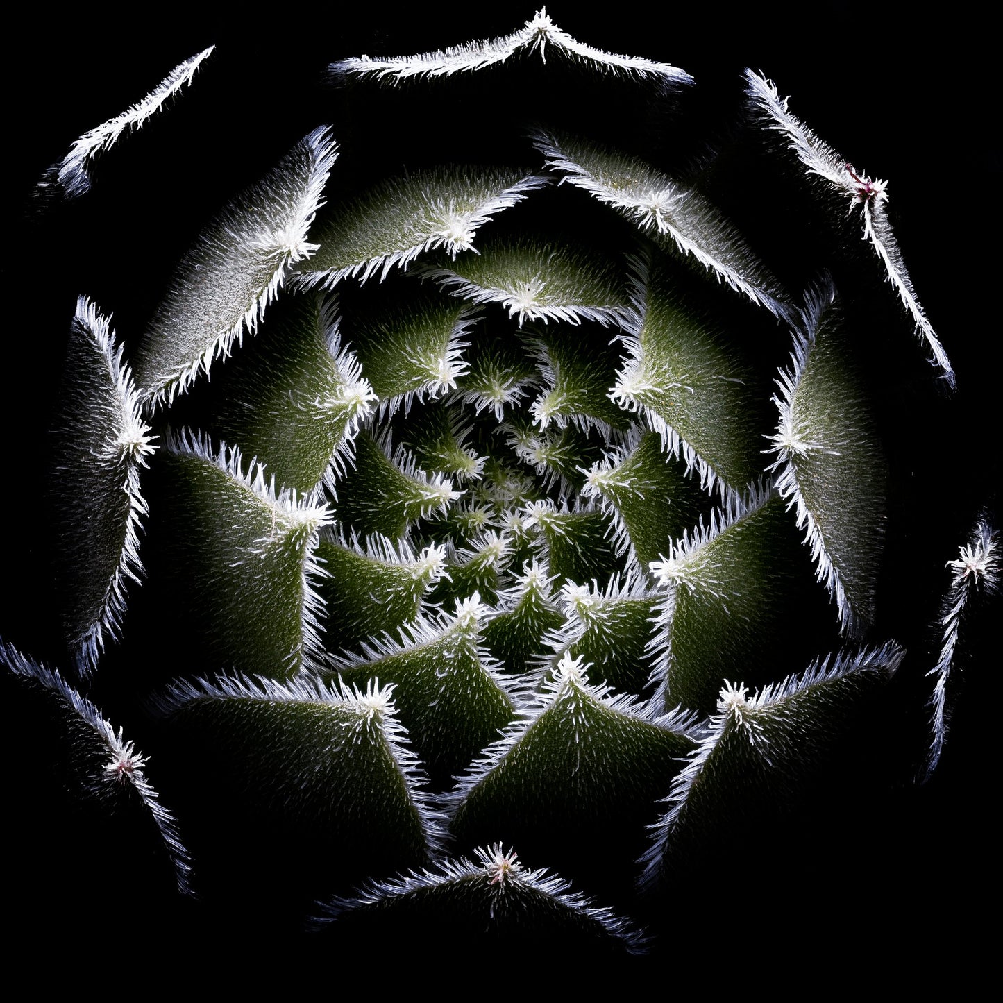 Sempervivum Rosette - Poster / Art Print