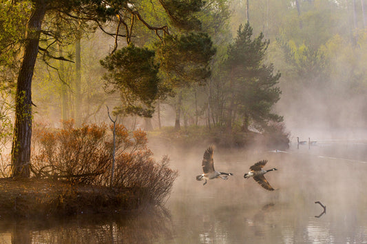 Goose fight - Poster / Art Print