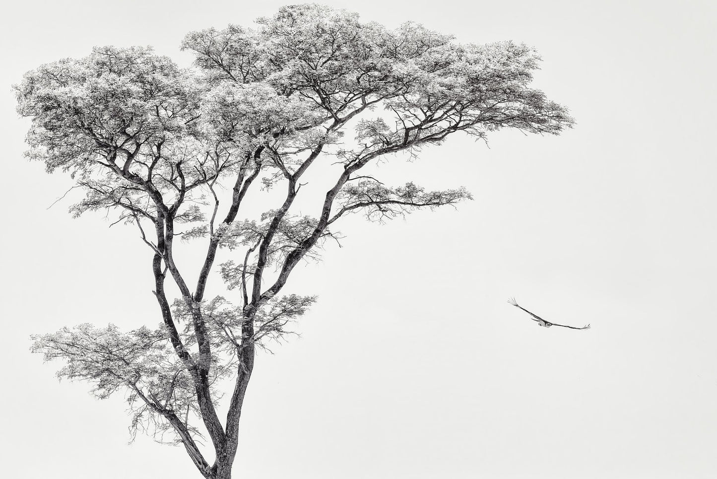 the African eagle - Poster / Art Print