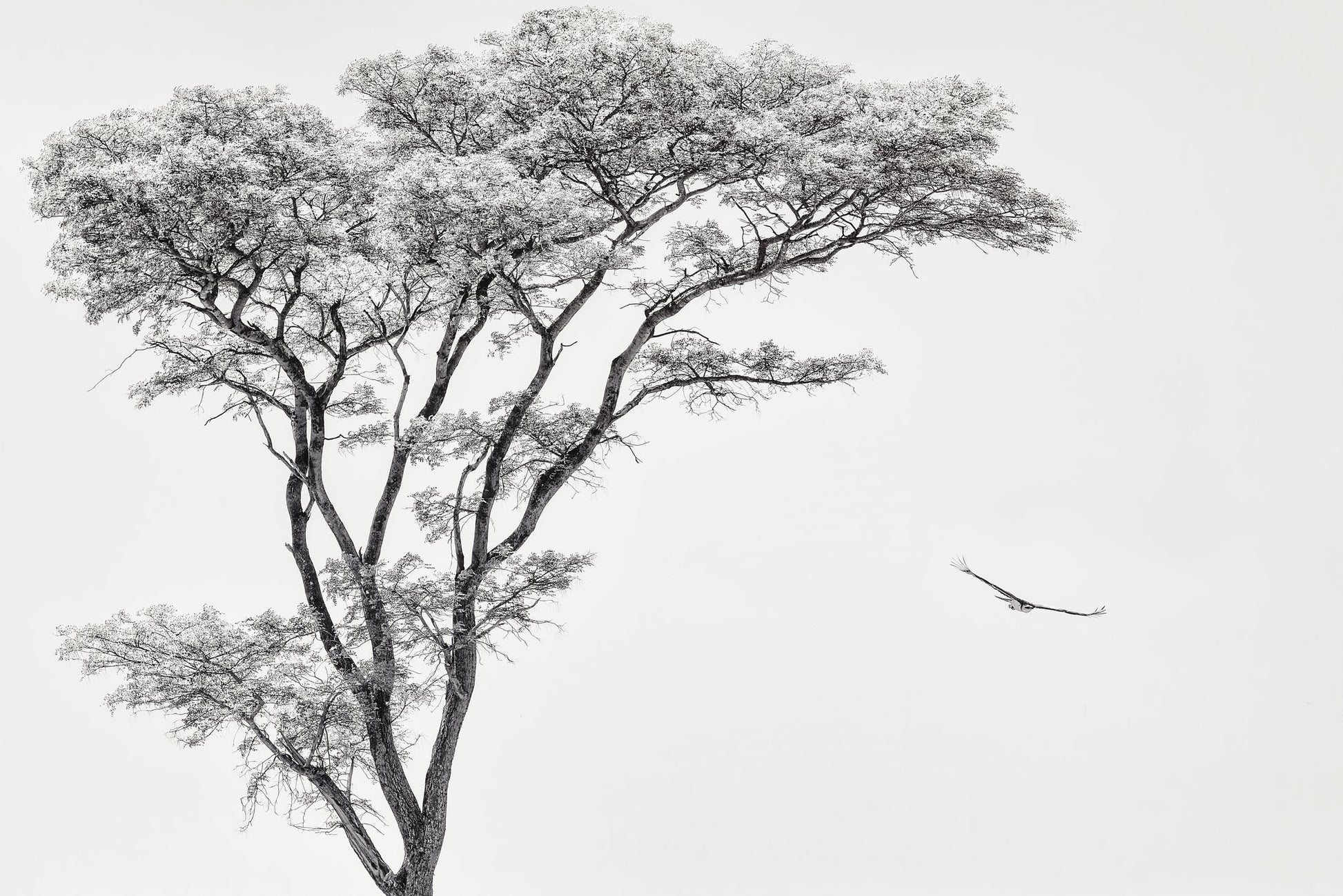 the African eagle - Poster / Art Print
