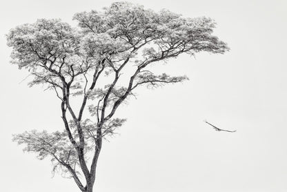 the African eagle - Poster / Art Print
