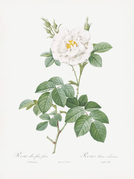 Rosa Alba Flore Pleno, Les Roses (1817–1824) - Poster / Art Print