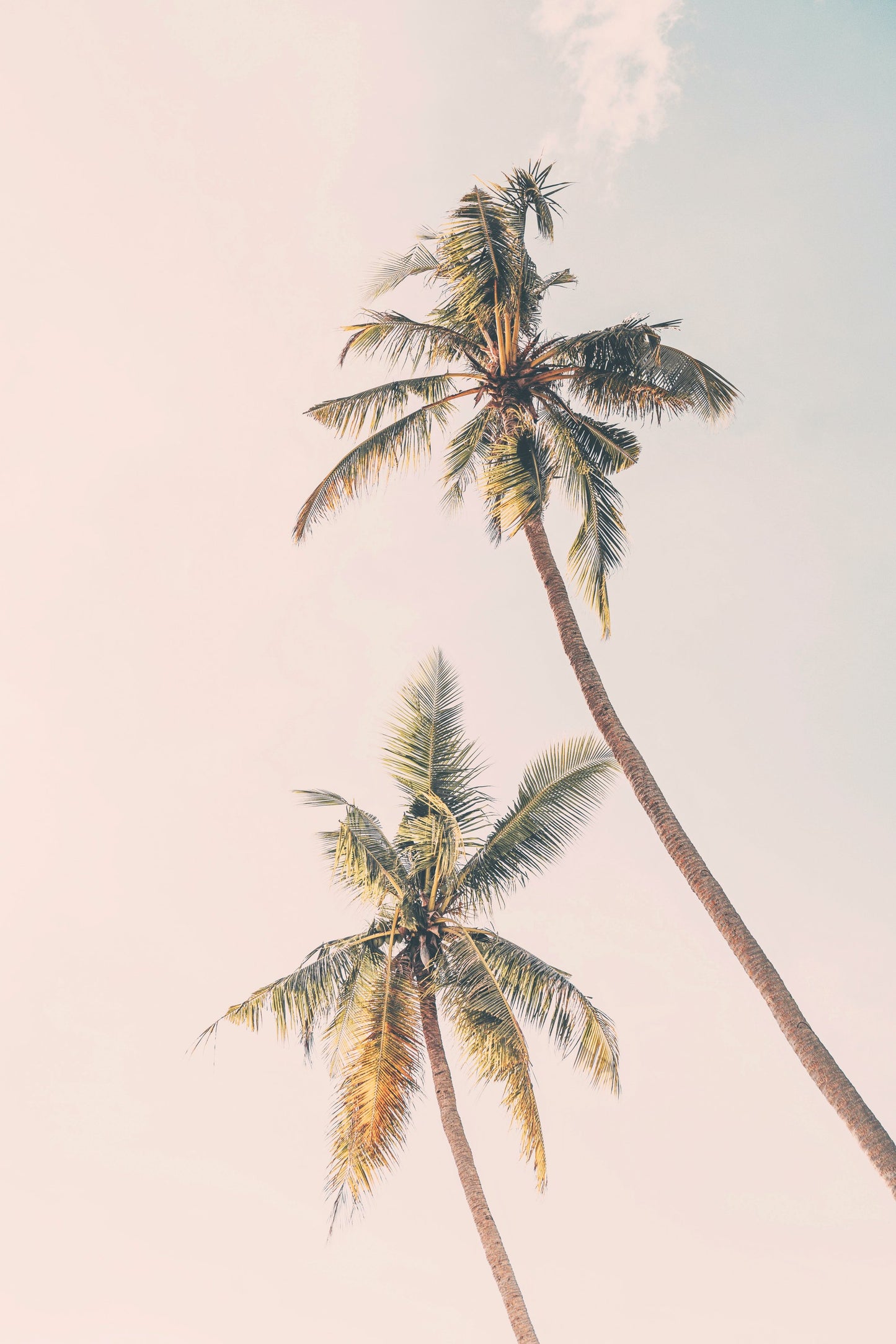 Tropical Palms - Poster / Art Print