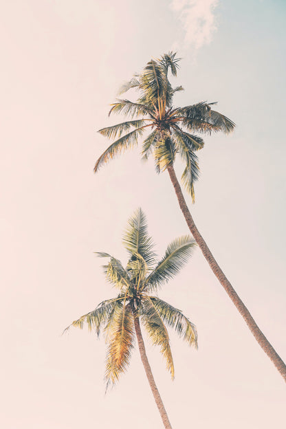 Tropical Palms - Poster / Art Print