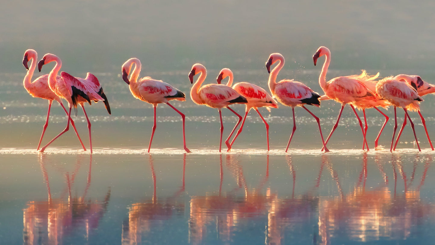 Flamingo - Poster / Art Print