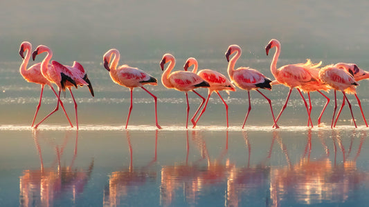 Flamingo - Poster / Art Print