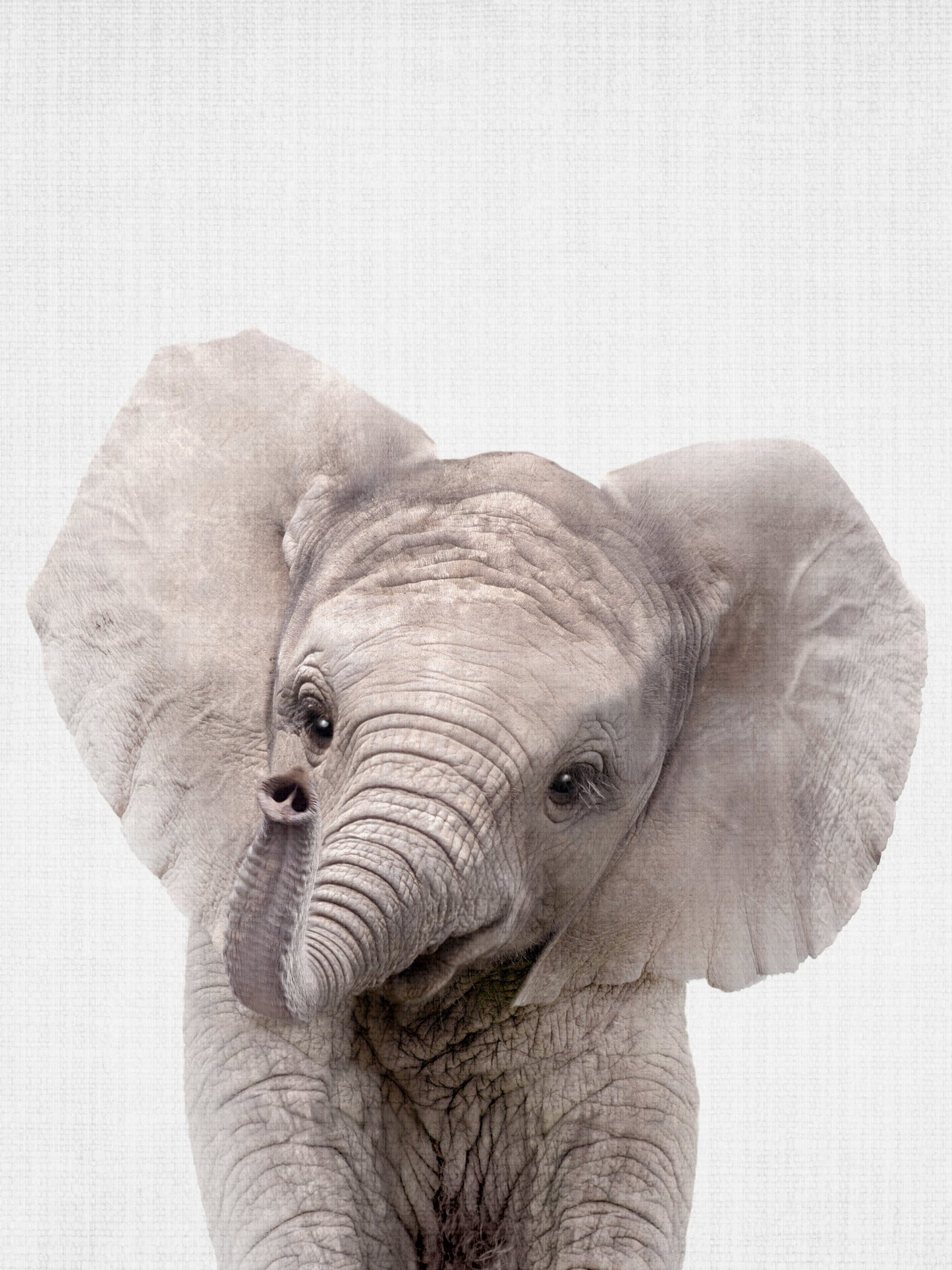Peekaboo Baby Elephant - Poster / Art Print