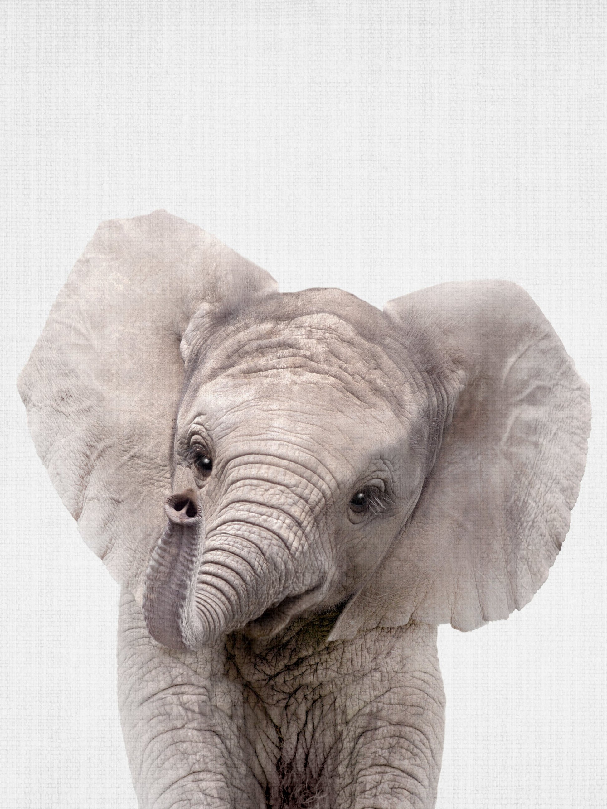 Peekaboo Baby Elephant - Poster / Art Print